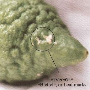 Leaf Marks (Blettlach)